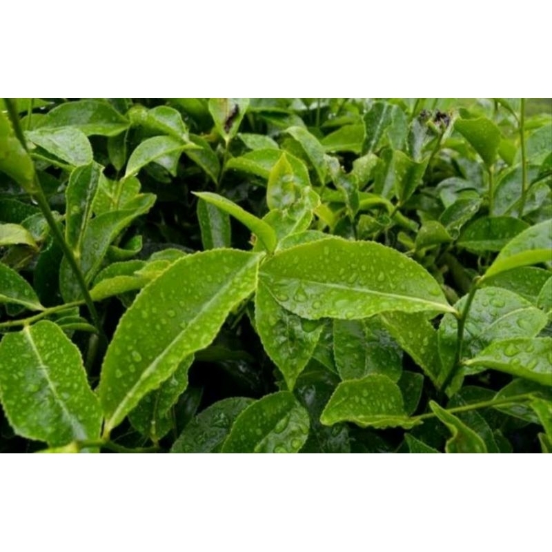 

Daun pucuk teh segar 500g