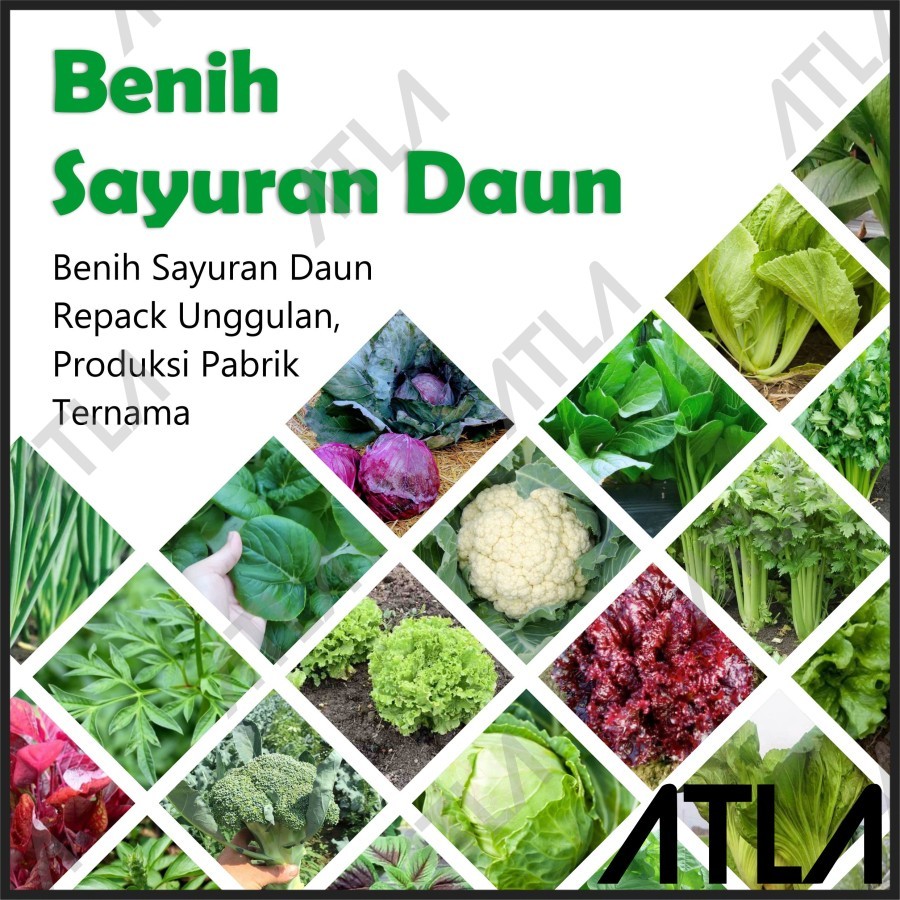 

Benih Sayuran Daun Bibit Tanaman Biji Vegetable Seed Sayur Unggul Murah