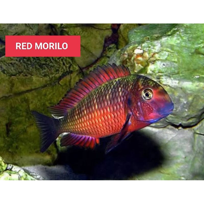 tropheus red morilo cichlid
