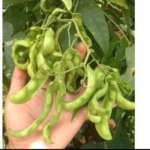 

kacang roay asli 100gr