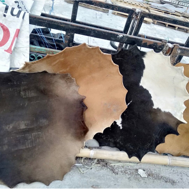 (BEDUG) KULIT BEDUG SAPI DIAMETER 85+ LEBARAN