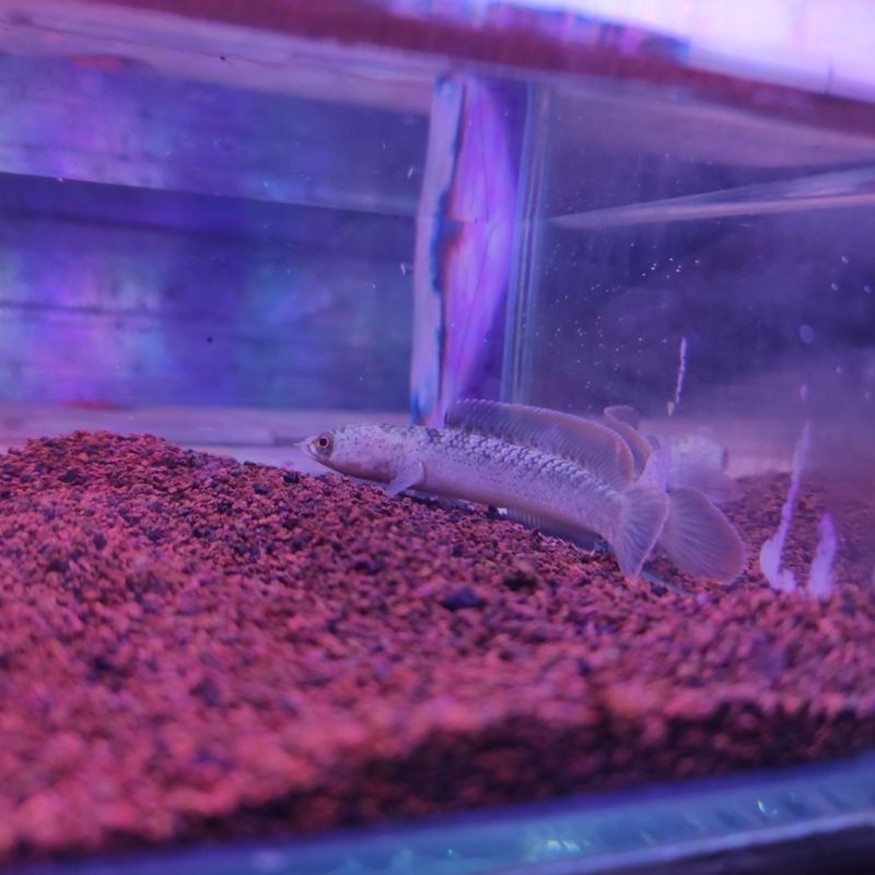 limbata single tank cb 8-9cm