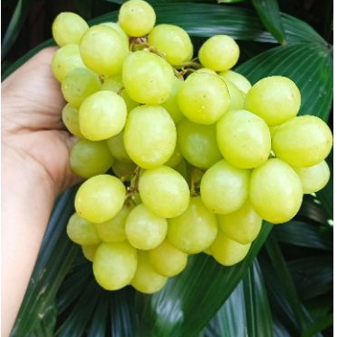 

Anggur Hijau Manis Nonbiji 1 kg