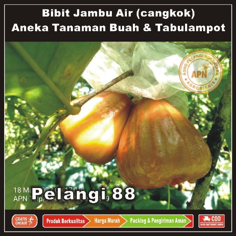 Bibit Jambu , Bibit Jambu Air , Bibit Buah Jambu , Bibit Tanaman Buah & Aneka Tabulampot , Jambu Air