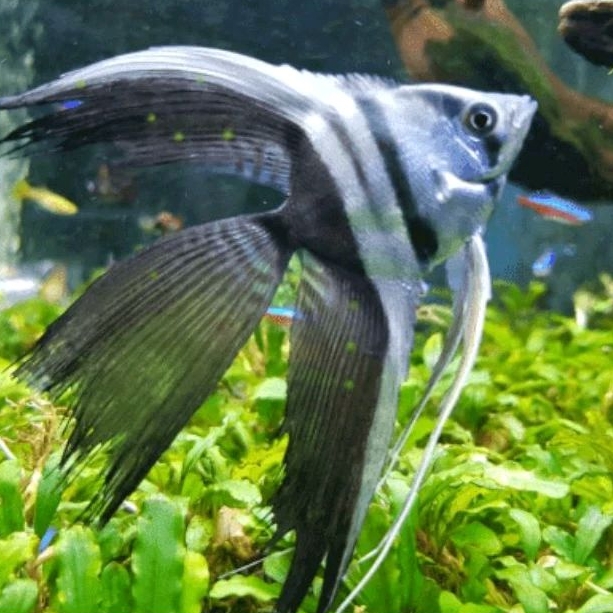 manfish BW long tail size koin