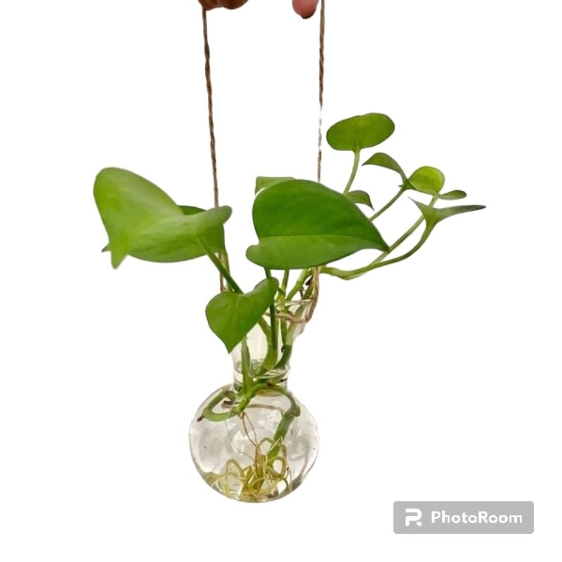 Grosir tabung reaksi kaca cocok untuk pot vas vase bunga gantung propagation vase