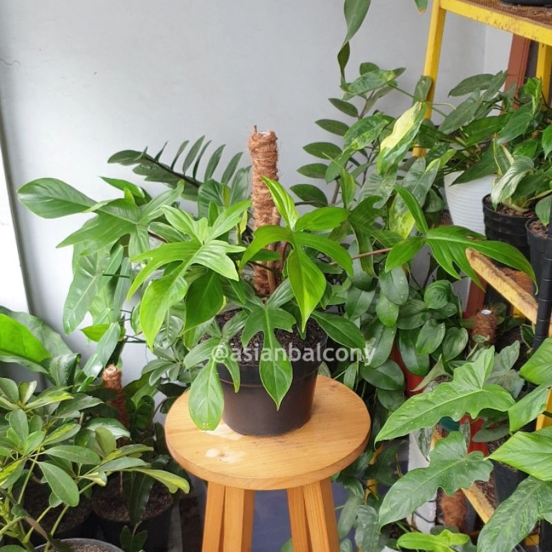 Philodendron Florida Ghost | Tanaman hias aroid di pot