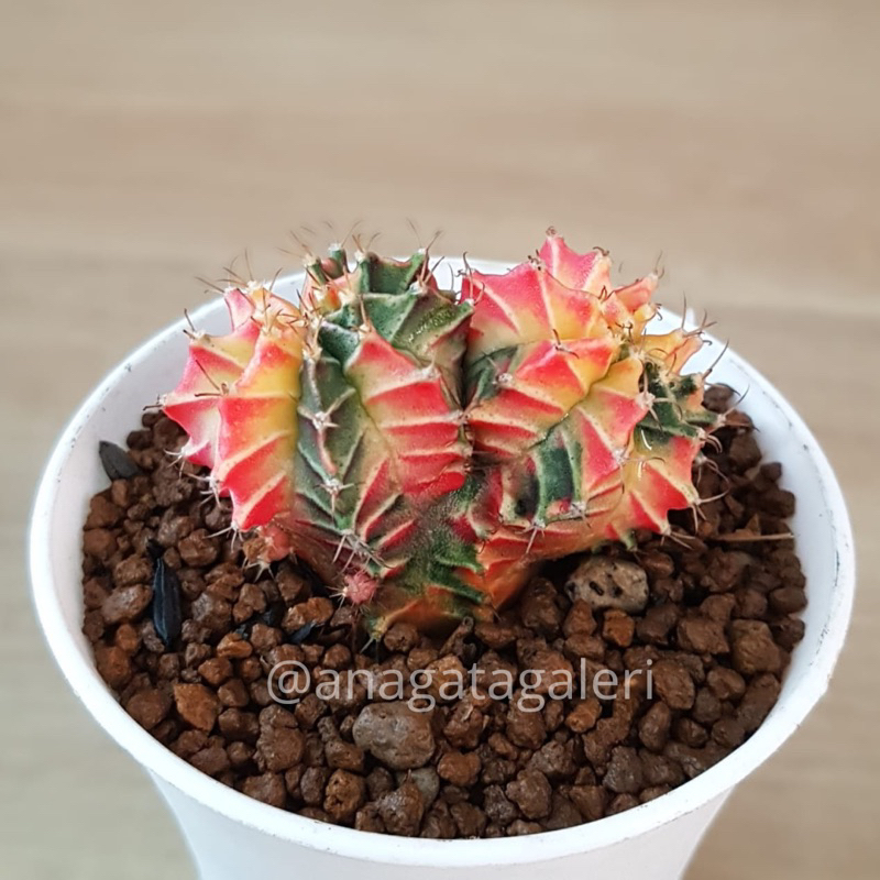 Gymnocalycium Starfire Double Head V | Kaktus Gymno Euphorbia