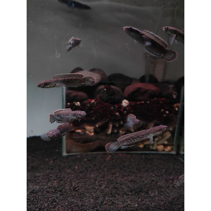 Box packing // Cana Stewarti