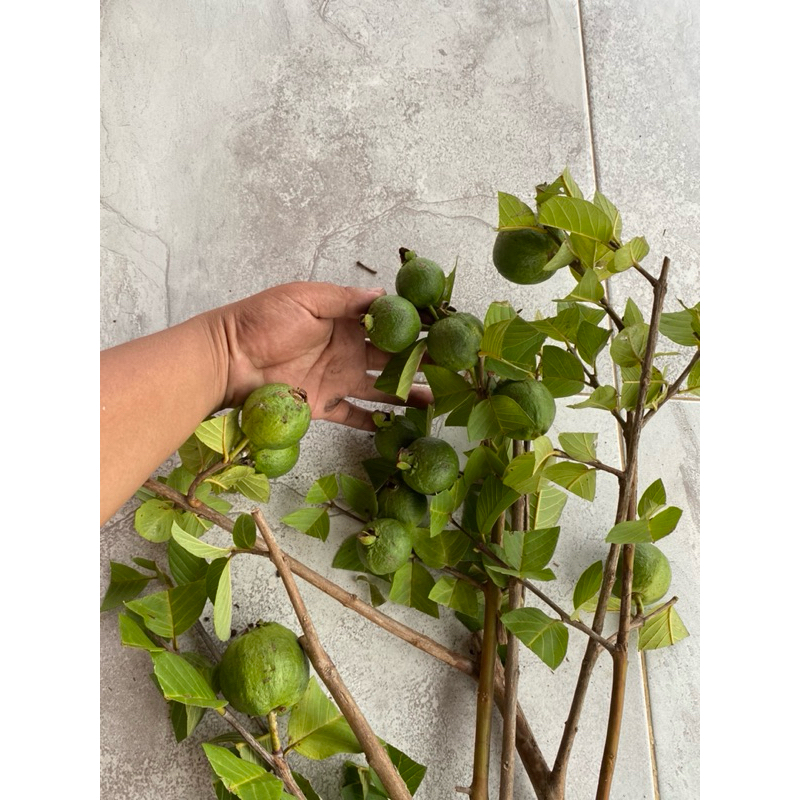 bibit Fresh cangkok jambu siumik pala berbuah