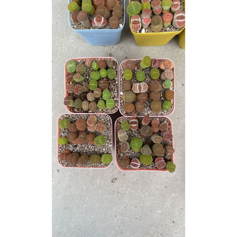 lithops