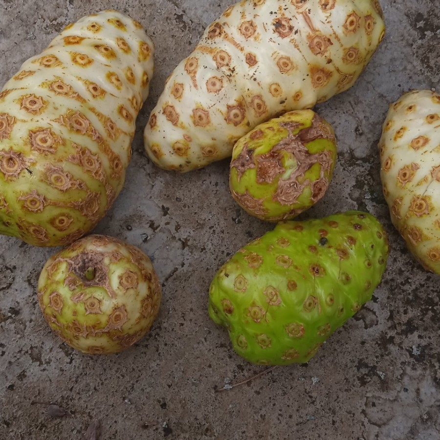 

buah mengkudu segar pace 1 kg obat herbal alami
