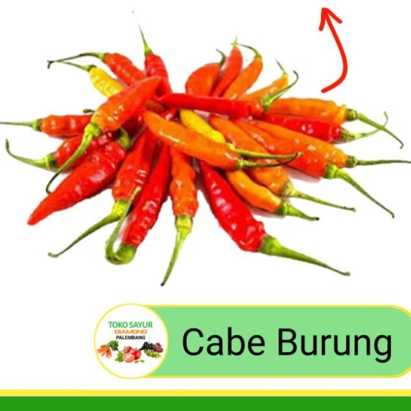 

Cabe rawit fresh