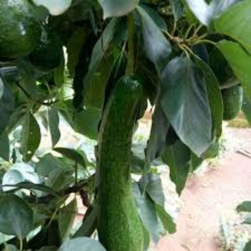 bibit alpukat sab 034