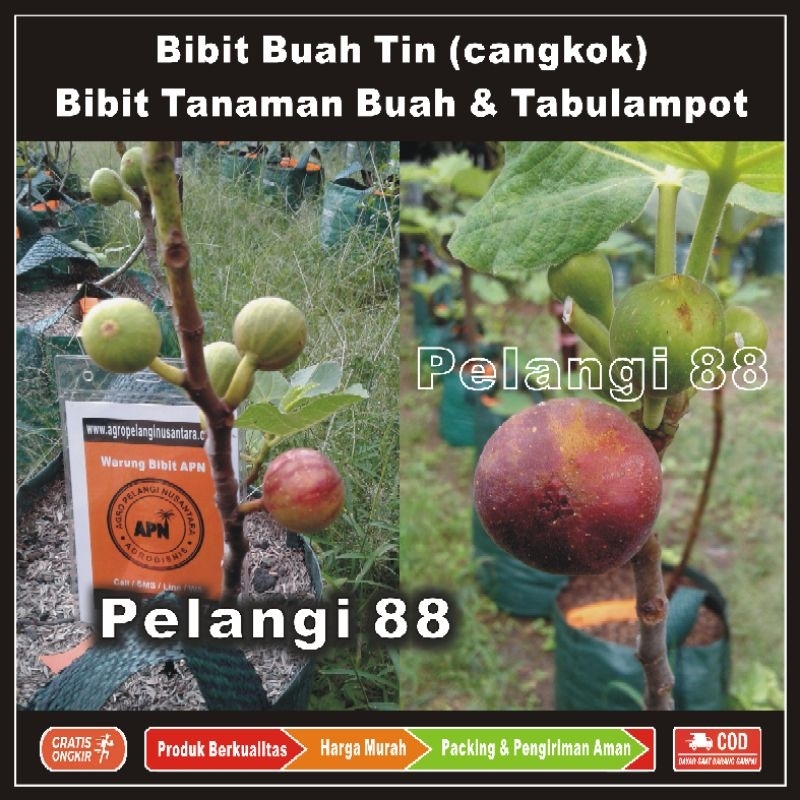 Bibit Tin , Tanaman Tin , Bibit Tanaman Buah Tin , Bibit Tanaman Buah & Aneka Tabulampot , Buah Tin