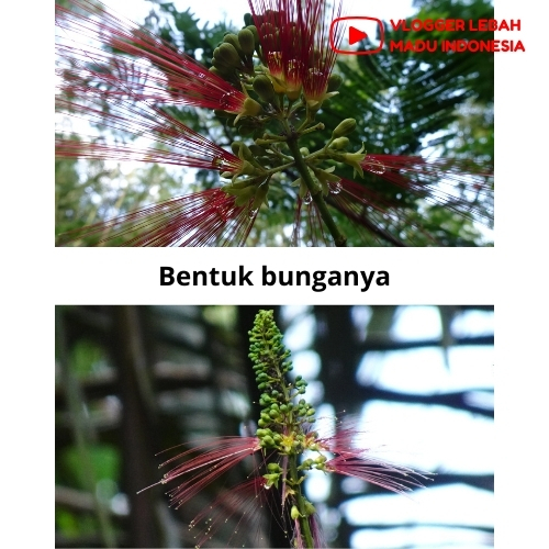 

Bunga KALIANDRA MERAH | Madu Asli Hutan Liar Murni 100% Tanpa Campuran Apapun from the forests of West Java (500g)