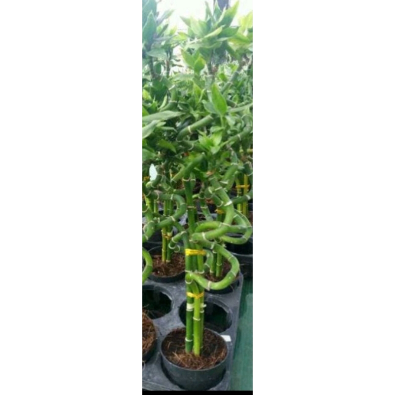 Tanaman hias Bambu hoki spiral