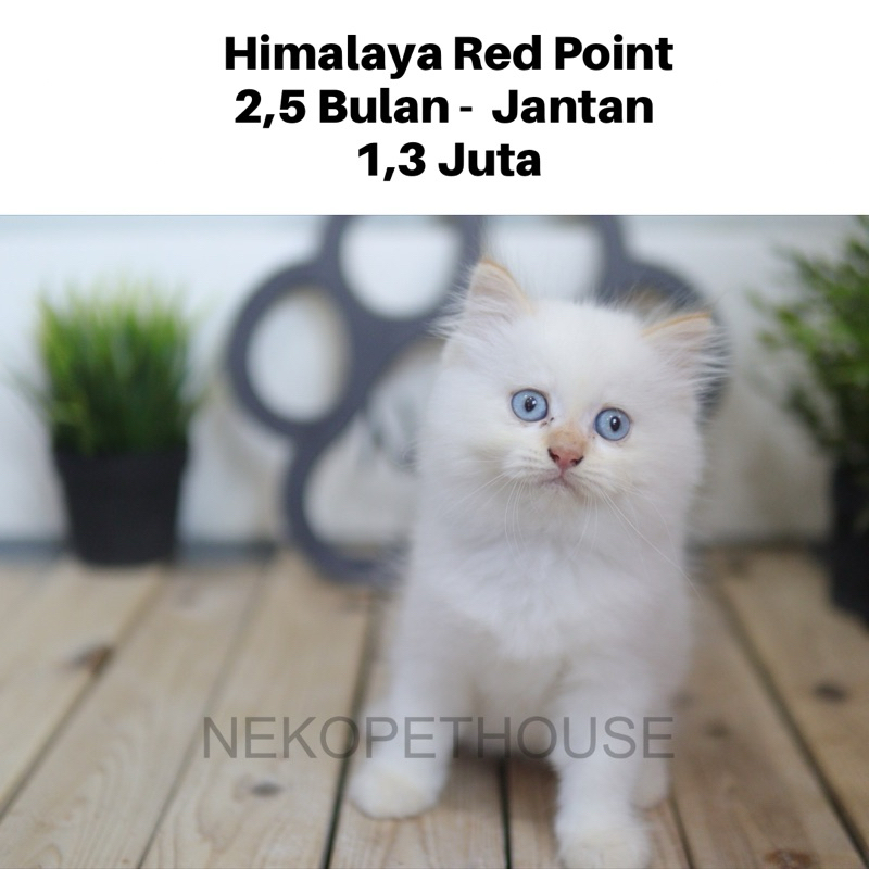 Himalaya Red Point Kitten Anak Kucing Lucu