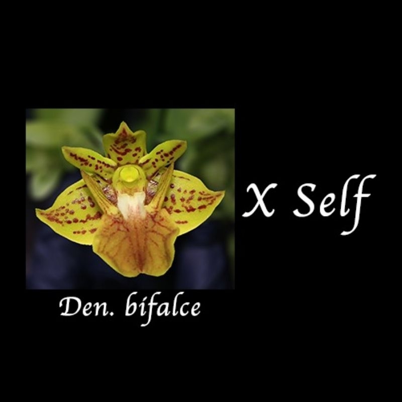 Botolan Dendrobium bifalce