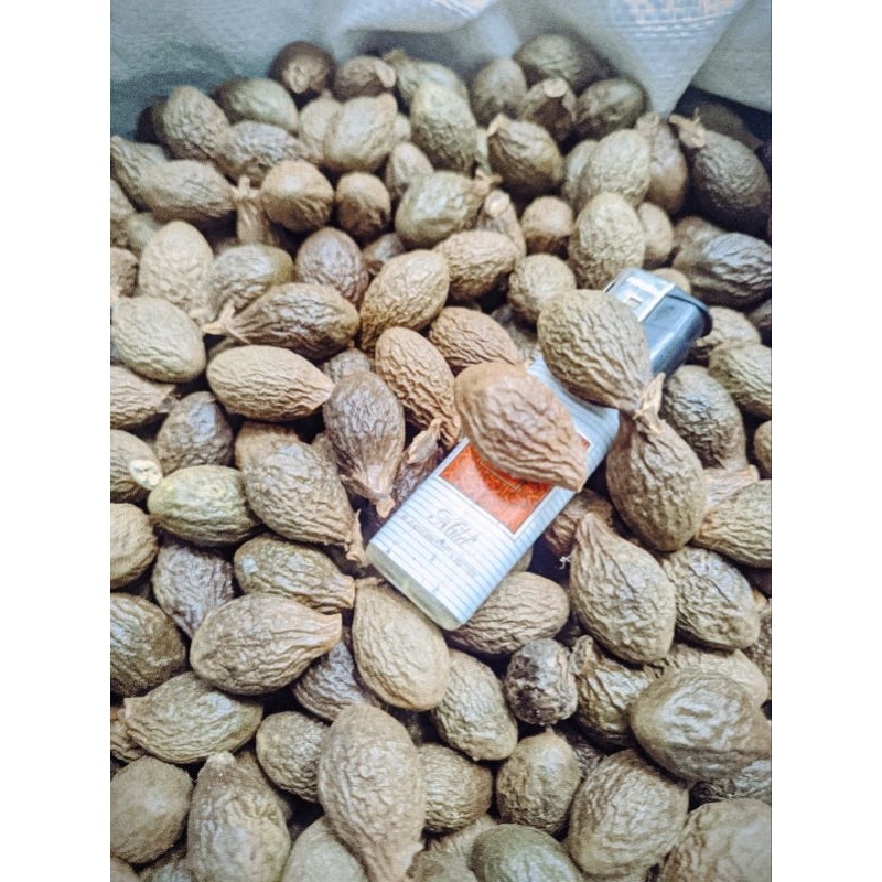 

Buah tempayang / kembang semangkok 1kg