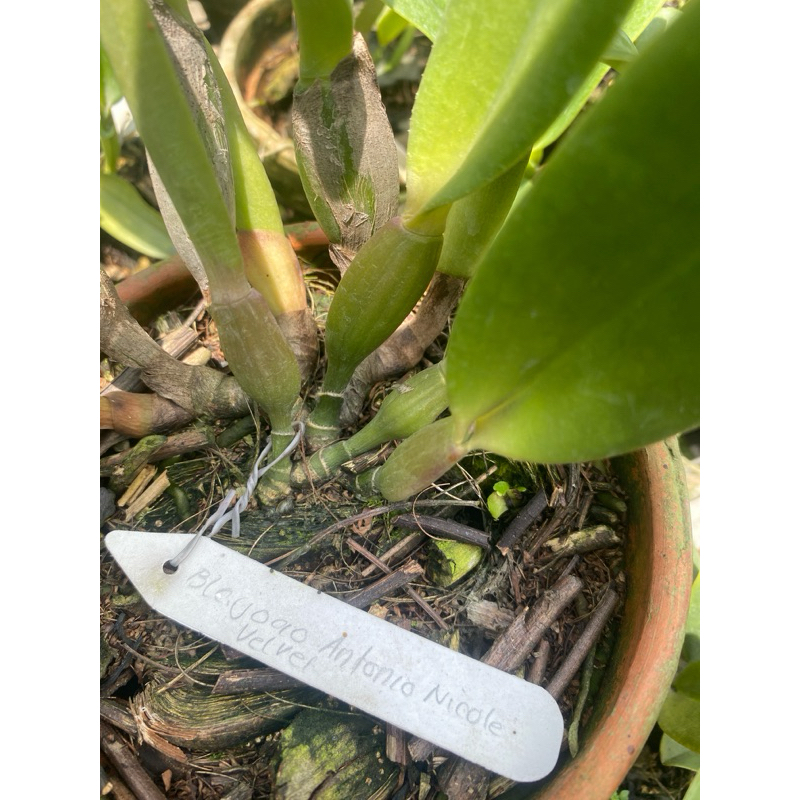 tanaman hias catalea id random dewasa