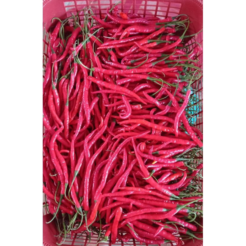 

Cabe/cabe merah keriting 1kg