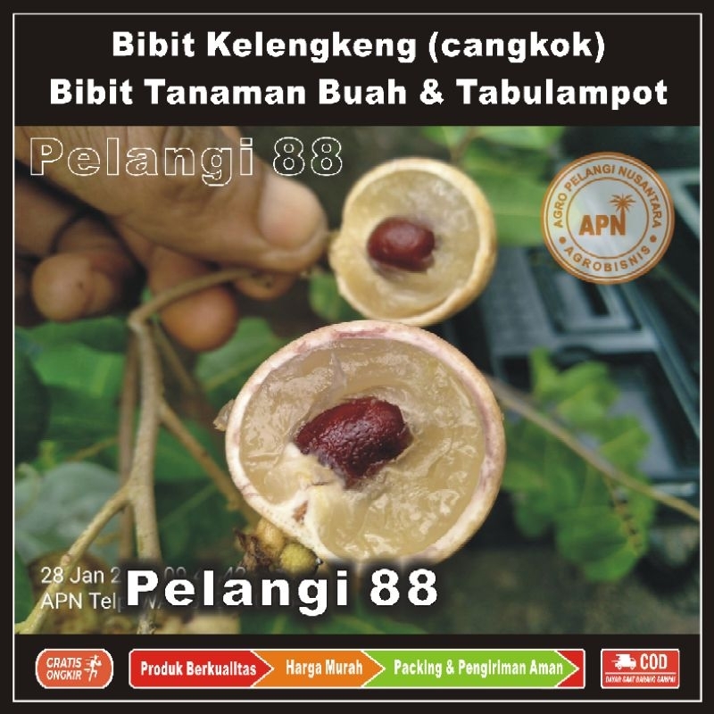 Bibit Kelengkeng , Bibit Lengkeng , Bibit Cangkok , Bibit Tanaman Buah & Aneka Tabulampot , Lengkeng