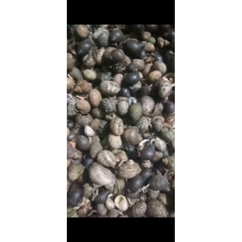 Kelomang/Keong alami 1KG