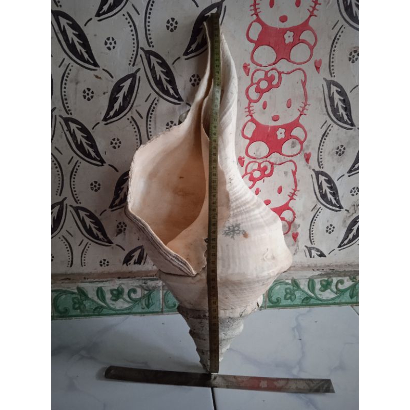 

KERANG PERAHU LAYAR JUAL LOKAL TERMURAH