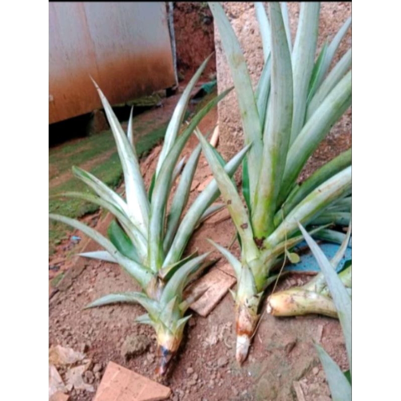 bibit nanas madu jumbo daun tanpa duri