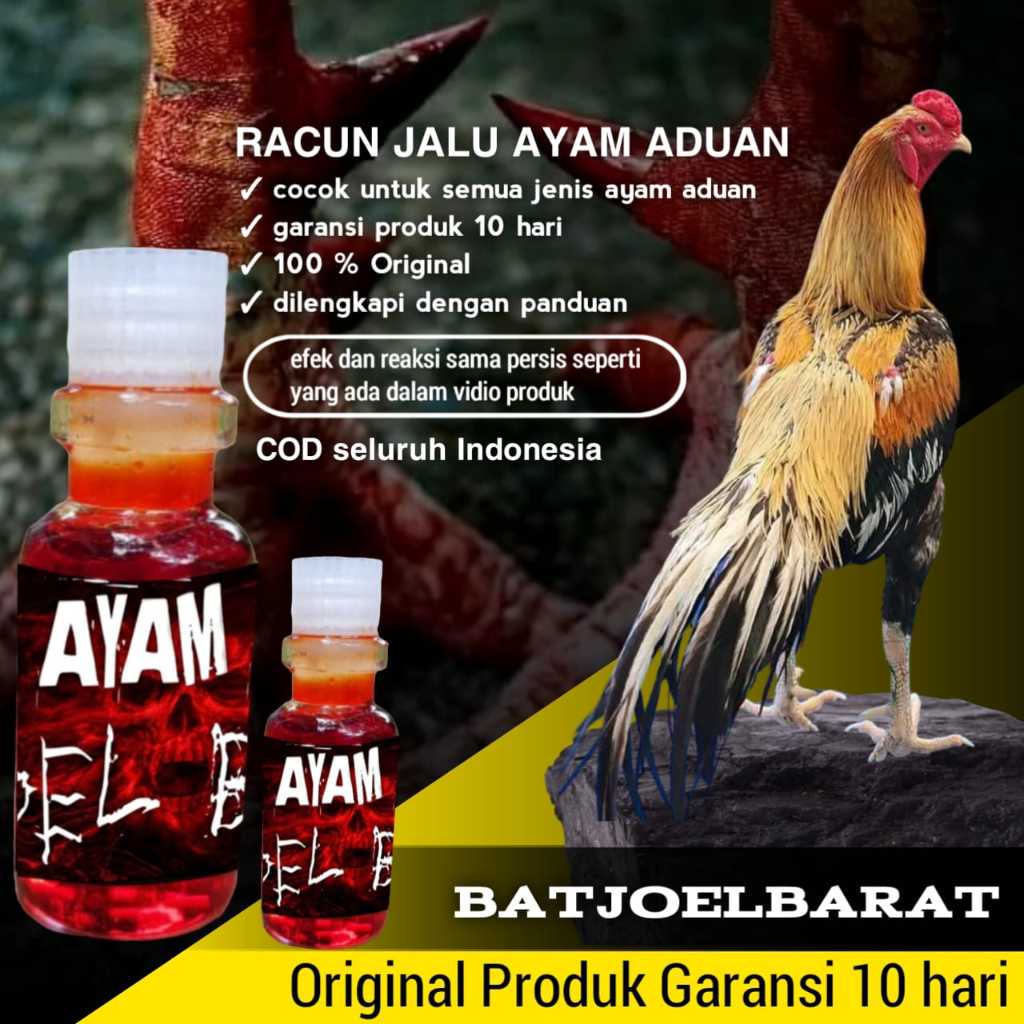 doping ayam bangkok aduan khoyngon super racun jalu bajul barat