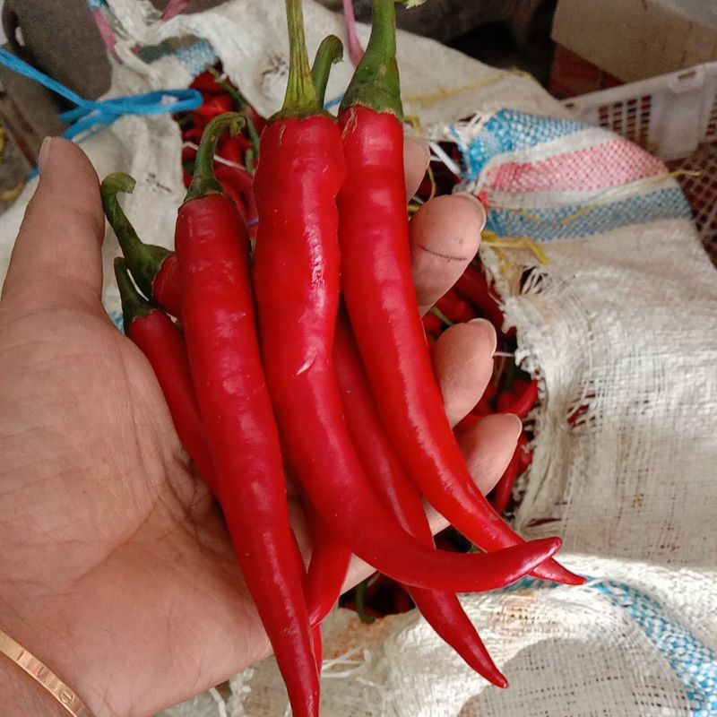 

cabe merah besar kemasan 500 gram (1/2 kg) fresh dari petani