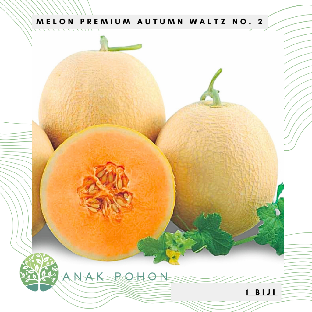 Benih Bibit Biji - Melon Premium Autumn Waltz No. 2 (Warna Kulit Kuning Madu Berjala Halus dan Dagin