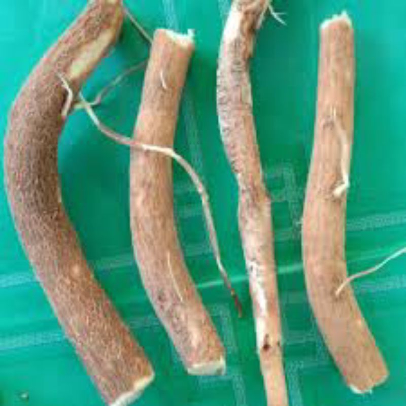 

Korzaln Akar Pohon Kelor 1 Kg