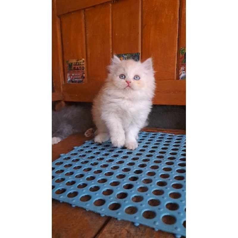 Kitten Persia Medium Cream