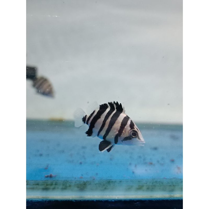 Datz sumatra 4 bar GRADE AAA cross belly coss neck