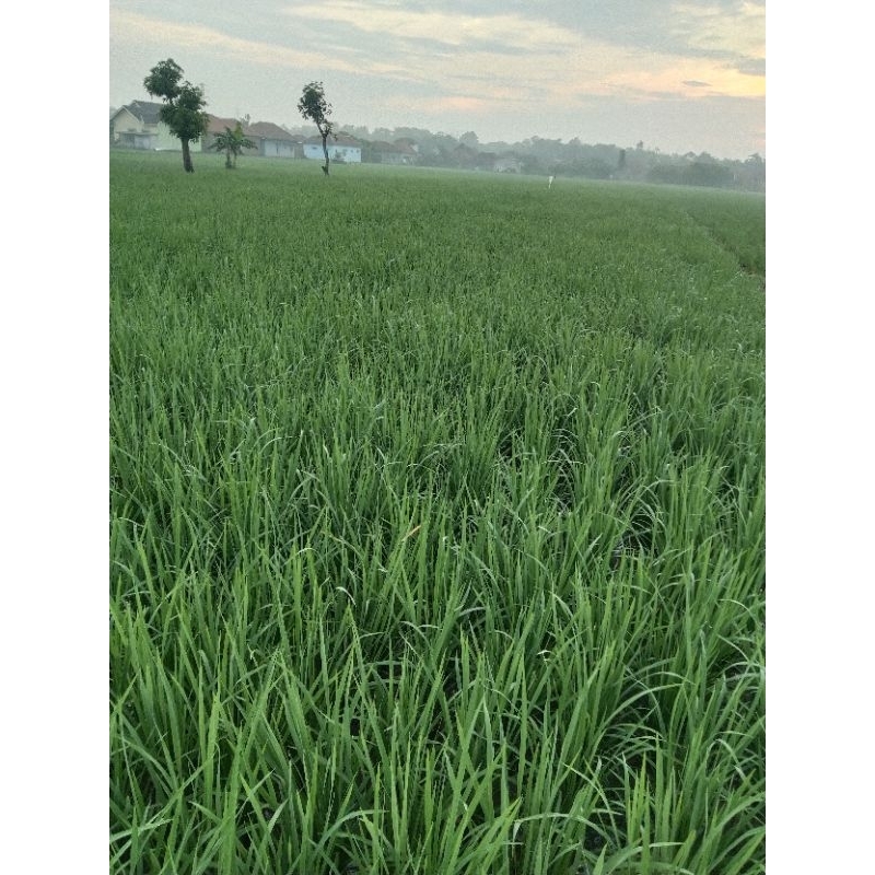 BIO7 PUPUK ORGANIK BIOAKTIFATOR