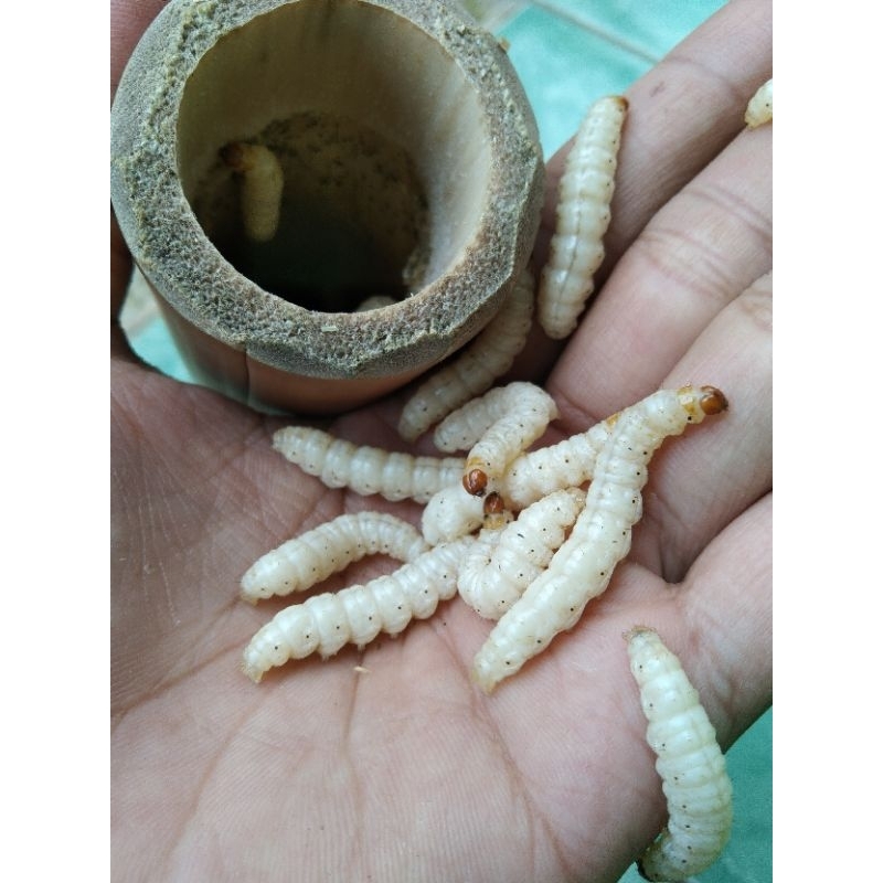 umpan galatama, ulat bambu/cangkilung (isi 25 ekor)