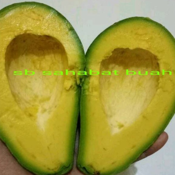 

Penjualan TerbaikCOD BUAH ALPUKAT MENTEGA JAWA TENGAH 1KG