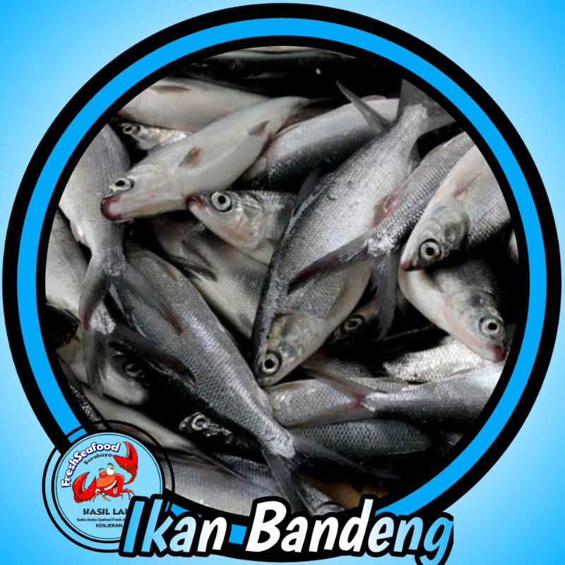 

BANDENG SIZE BESAR 1kg