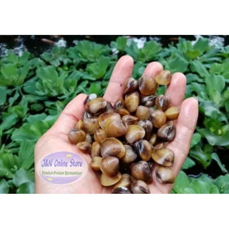 Kerang Remis Laya Hidup / Segar Obat Liver (-+ 800 gram - Kemasan Khusus)