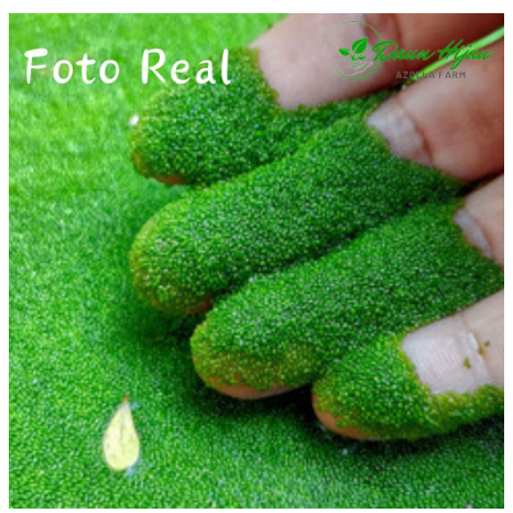bibit azolla