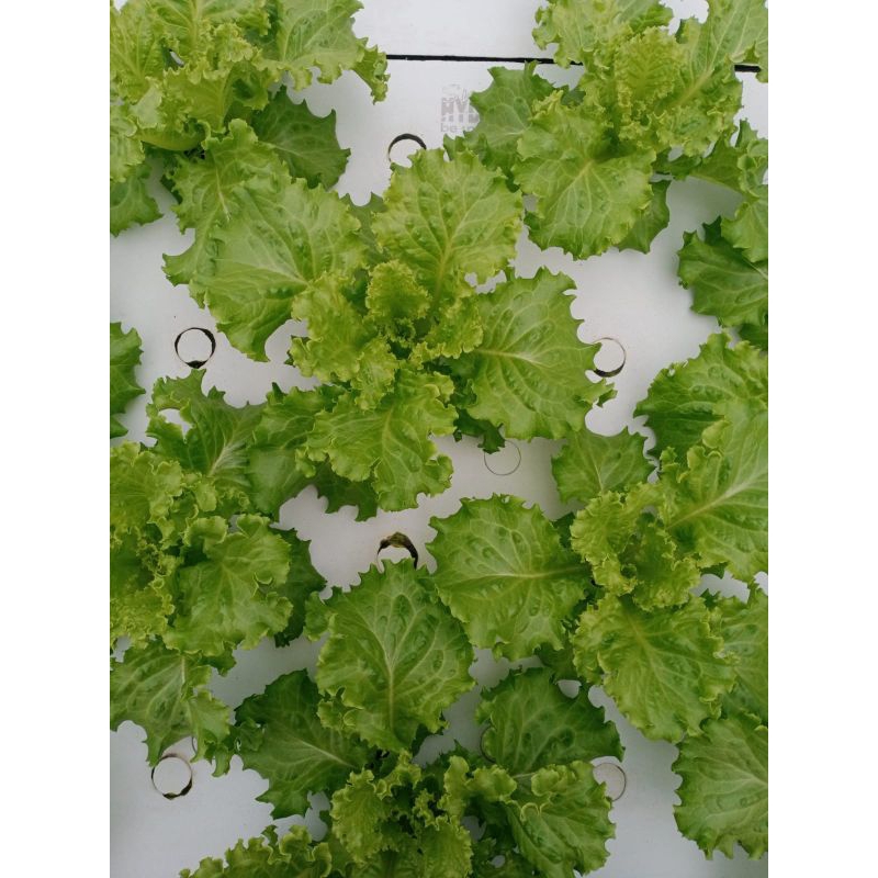 

salada batavia
