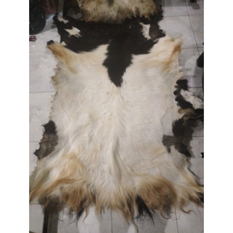 kulit kambing kering sudah diawetkan 60x50