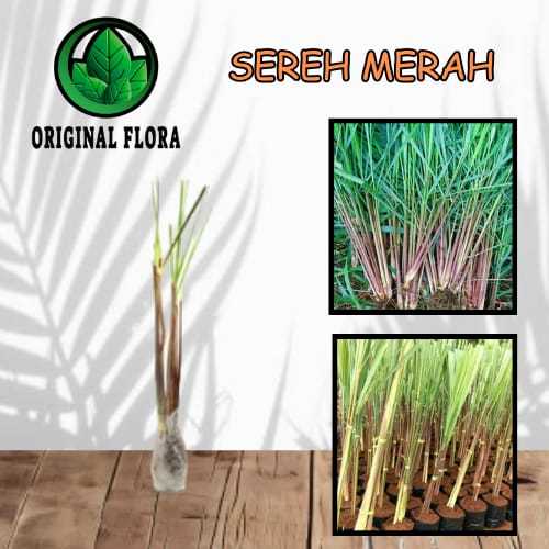 Bibit Tanaman Sereh Merah Serai Urut Sereh Obat Bibit Sereh Bibit Serai Merah