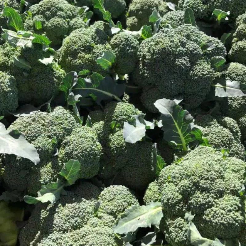 

10 Biji/Bibit/Benih Brokoli unggul