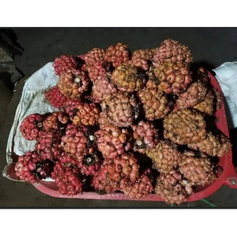 

buah laka segar1KG