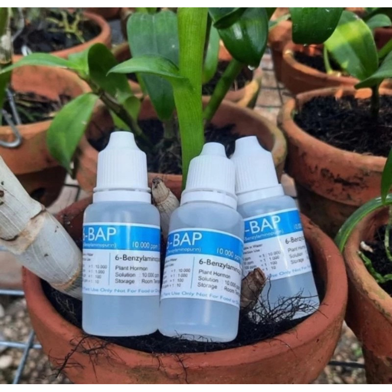 Hormon penumbuh bunga spike anggrek BAP 6