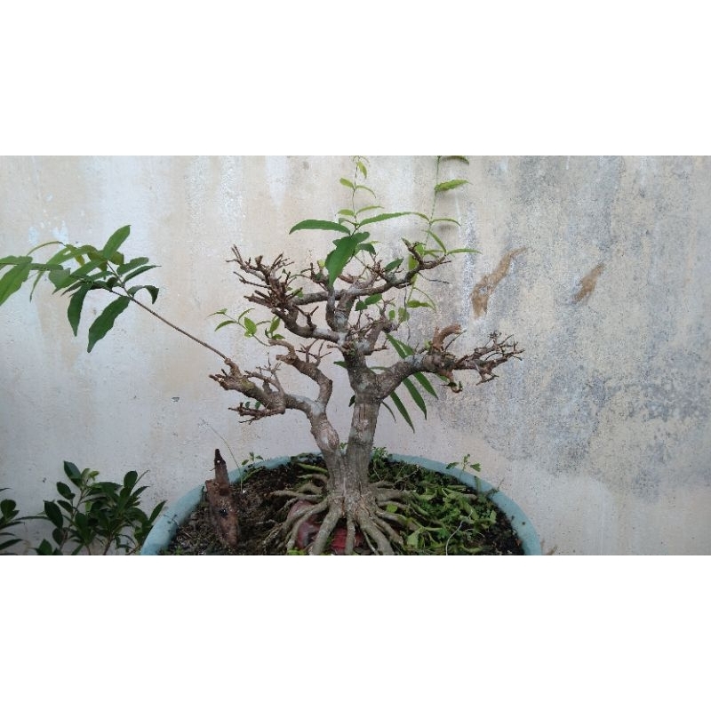 bonsai anting putri siap pajang