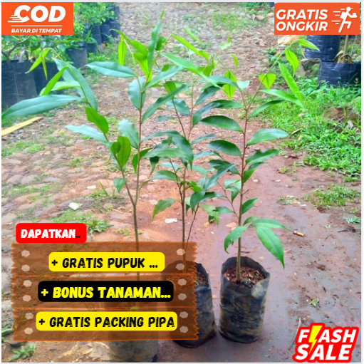 Bibit / Pohon Kayu GAHARU Aslil Super Unggulan